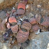 Gasteria pillansii v. ernestii-ruschii (Namuskluft, Namibia)